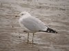 Ring-billed Gull at Westcliff Seafront (Steve Arlow) (80649 bytes)